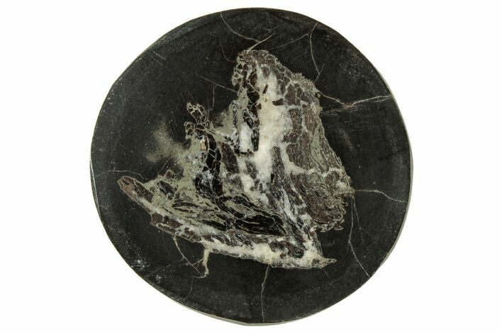 Polished Fish Coprolite (Fossil Poo) Nodule Half - Scotland #314937